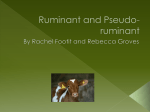 Ruminant and Pseudo - 10thLargeAnimalScienceLymanHall