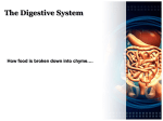 Digestive System - The Science Queen