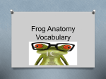 Frog Vocab ppt