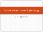 6.1 Digestion - HIS IB Biology 2011-2013