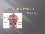 Abdomen-Part 3 - kylethornton.org