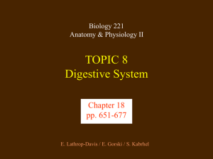 Digestive System - CCBC Faculty Web