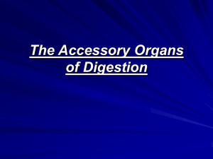 Accessory Organs & Homeostasis