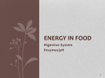 Enzymes and The Digestive System