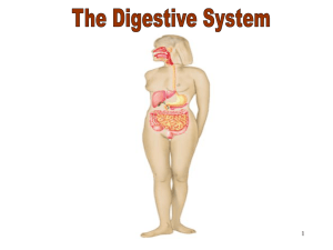 The Digestive System - Northwest Technology Center