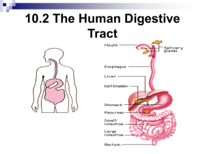 8.2 The Digestive System - Father Michael McGivney