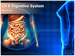 Ch 8 Digestive System