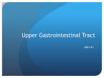Upper Gastrointestinal Tract