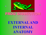 Frog Dissection - Carbonado Historical School District