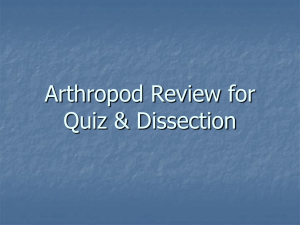 Arthropod Review for Quiz & Dissection