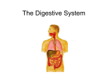 The Digestive System - science