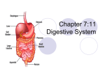 Unit 6:11 Digestive System
