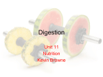 Stages of Digestion