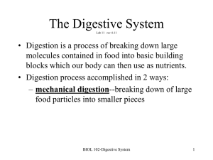 The Digestive System Lab 11 - Union County College Faculty