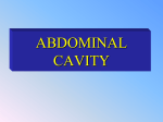 ABDOMINAL CAVITY