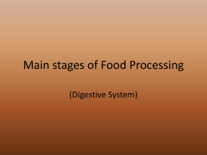 Main stages of Food Processing