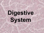 Digestive System - ESC-2