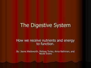 The Digestive System - Hoffman Estates High School