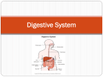 Respiratory & Circulatory Systems