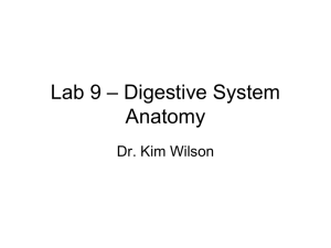 Lab 9 – Digestive System Anatomy