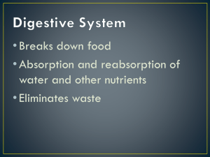 Digestive System