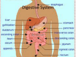 Digestive System - Hamilton-Wentworth District School Board