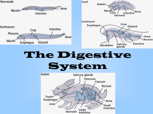 The Digestive System