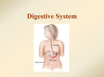 4. Digestive System WEB
