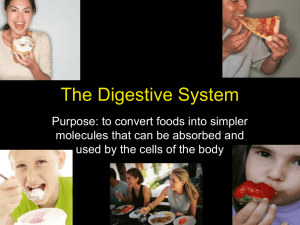 The Digestive System