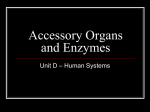 Accessory Organs and Enzymes