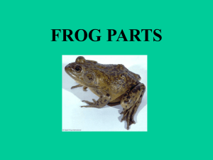 Frog parts - local.brookings.k12.sd.us