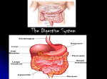 The Digestive System