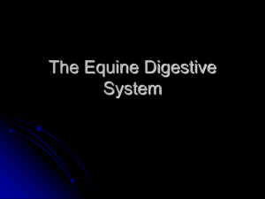 The Equine Digestive System