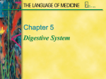 Digestive System