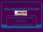 The Digestive System