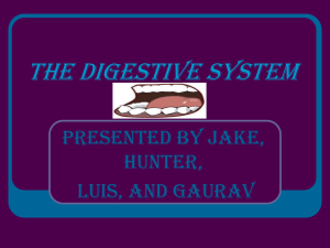 The Digestive System