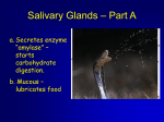 Salivary Glands – Part A