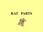 Rat parts - local.brookings.k12.sd.us