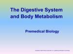 Respiratory system