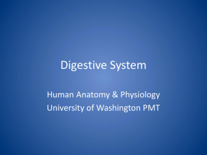 Digestive System - University of Washington