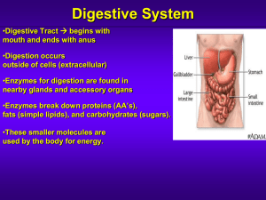 Digestive System Teacher Notes