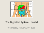 Digestion4