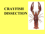 crayfish dissection - Solon City Schools