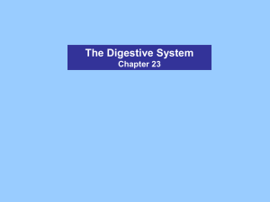 A&P 2 - Digestive System - Telco House Bed & Breakfast