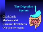 The Digestion System