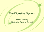 The Digestive System