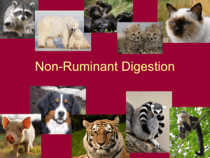 Non-Ruminant Digestion