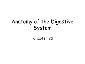 Anatomy of the Digestive System