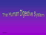 DigestiveSystem2 - rosedale11universitybiology