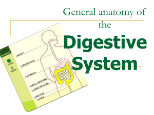06 General anatomy of the digestive system